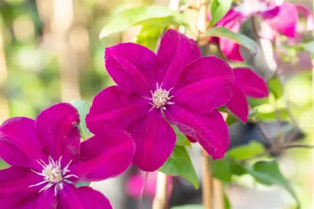 Clematis 'Ernest Markham' - C2, single cane (60 cm) - image 2