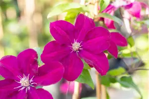 Clematis 'Ernest Markham' - C2, single cane (60 cm) - image 2