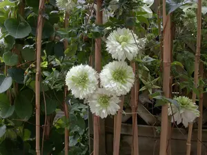Clematis florida 'Alba Plena' - 2 Ltr, 3 canes - image 2