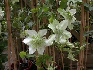 Clematis florida 'Alba Plena' - 2 Ltr, single cane - image 1