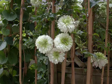 Clematis florida 'Alba Plena' - 2 Ltr, single cane - image 2