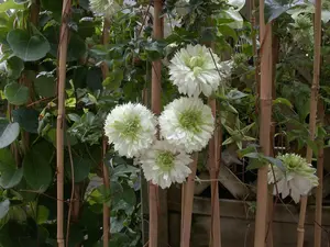 Clematis florida 'Alba Plena' - 2 Ltr, single cane - image 2