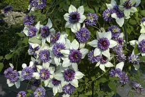 Clematis florida 'Sieboldii' - 2 Ltr, single cane