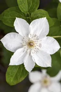 Clematis 'Forever Friends'