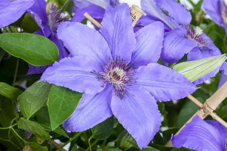 Clematis 'Fujimusume' - 2 Ltr, single cane
