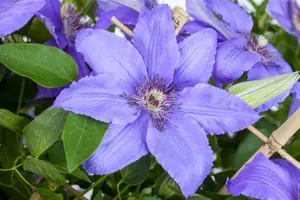Clematis 'Fujimusume'