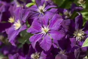 Clematis 'Gipsy Queen'