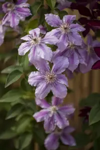 Clematis 'Girenas' - 2 Ltr, single cane - image 3