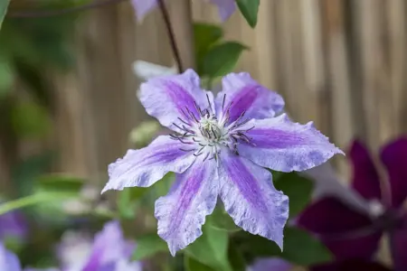 Clematis 'Girenas' - 2 Ltr, single cane - image 2