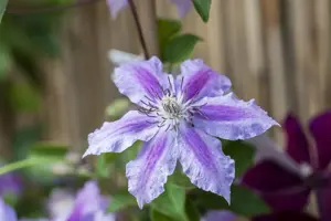Clematis 'Girenas' - 2 Ltr, single cane - image 2