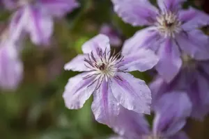 Clematis 'Girenas' - 80-100 CM C3 - image 1