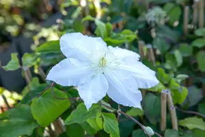 Clematis 'Gladys Picard'