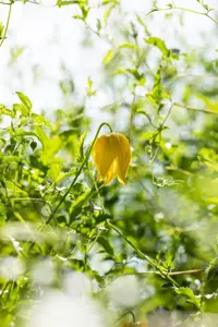 Clematis 'Golden Tiara' - 2 Ltr, single cane - image 3