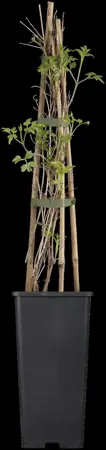 Clematis 'Golden Tiara' - 2 Ltr, single cane - image 1