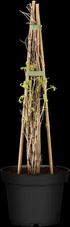 Clematis 'Golden Tiara' - 2 Ltr, single cane - image 2