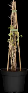Clematis 'Golden Tiara' - 2 Ltr, single cane - image 2