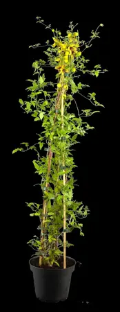 Clematis 'Golden Tiara' - 2 Ltr, single cane - image 4