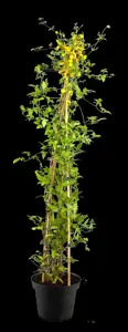 Clematis 'Golden Tiara' - 2 Ltr, single cane - image 4