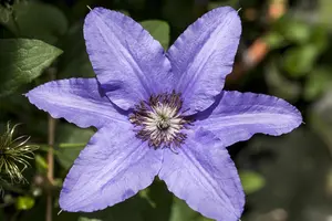 Clematis 'H.F. Young'