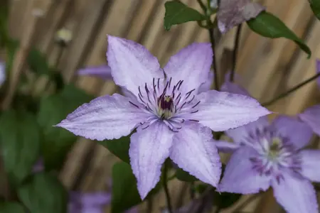 Clematis 'Hagley Hybrid' - 2 Ltr, single cane - image 1