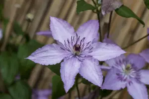 Clematis 'Hagley Hybrid'
