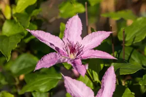 Clematis 'Hagley Hybrid' - 2 Ltr, single cane - image 3