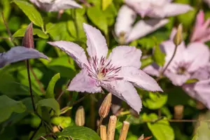 Clematis 'Hagley Hybrid' - 2 Ltr, single cane - image 4