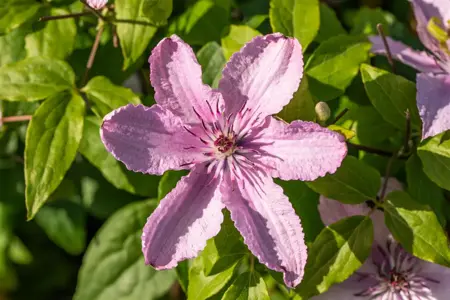 Clematis 'Hagley Hybrid' - 2 Ltr, single cane - image 5