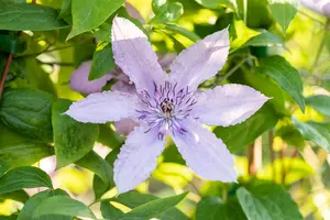 Clematis 'Hagley Hybrid' - 80-100 CM C2 CANED - image 5