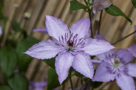 Clematis 'Hagley Hybrid' - 2 Ltr pot - image 1