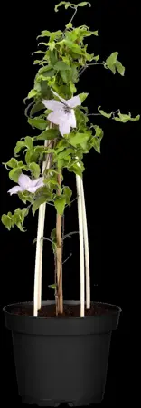 Clematis 'Hagley Hybrid' - 175-200 CM C5 + 5 CANES - image 2