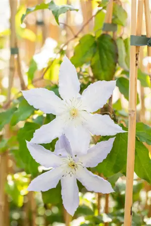 Clematis 'Henryi' - 2 Ltr, single cane - image 2