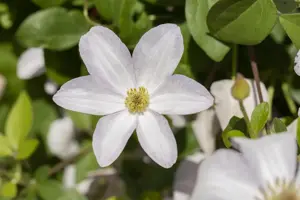 Clematis 'Huldine'