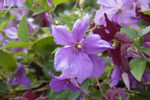 Clematis 'Hybrida Sieboldii'