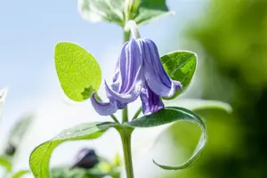 Clematis integrifolia