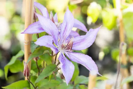 Clematis 'Jackmanii' - 2 Ltr, single cane - image 3