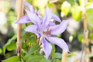 Clematis 'Jackmanii' - 2 Ltr, single cane - image 3