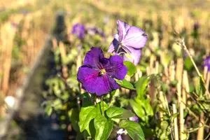Clematis 'Jackmanii' - 2 Ltr, single cane - image 4