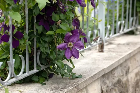 Clematis 'Jackmanii' - 2 Ltr, single cane - image 5