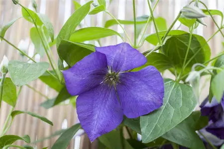 Clematis 'Jackmanii' - 2 Ltr pot - image 1