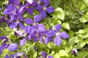 Clematis 'Jackmanii' - 2 Ltr, single cane - image 2