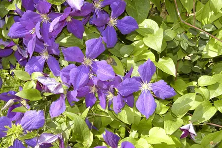 Clematis 'Jackmanii' - 2 Ltr pot - image 2