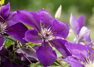 Clematis 'Jackmanii Superba'