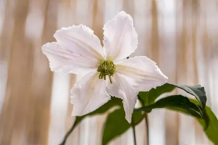 Clematis 'Jan Paul II' - C2, single cane (60 cm) - image 1