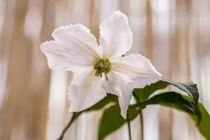 Clematis 'Jan Paul II'