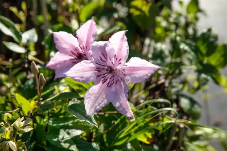 Clematis 'Jan Paul II' - 2 Ltr, single cane - image 2