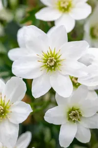 Clematis 'Joe' - 2 Ltr, 4 canes - image 2