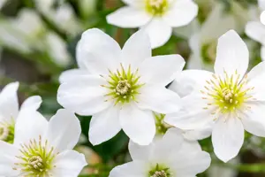 Clematis 'Joe' - 2 Ltr, 4 canes - image 1