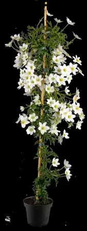 Clematis 'Joe' - 2 Ltr, 3 canes - image 3