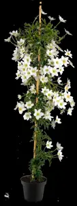 Clematis 'Joe' - 2 Ltr, 3 canes - image 3